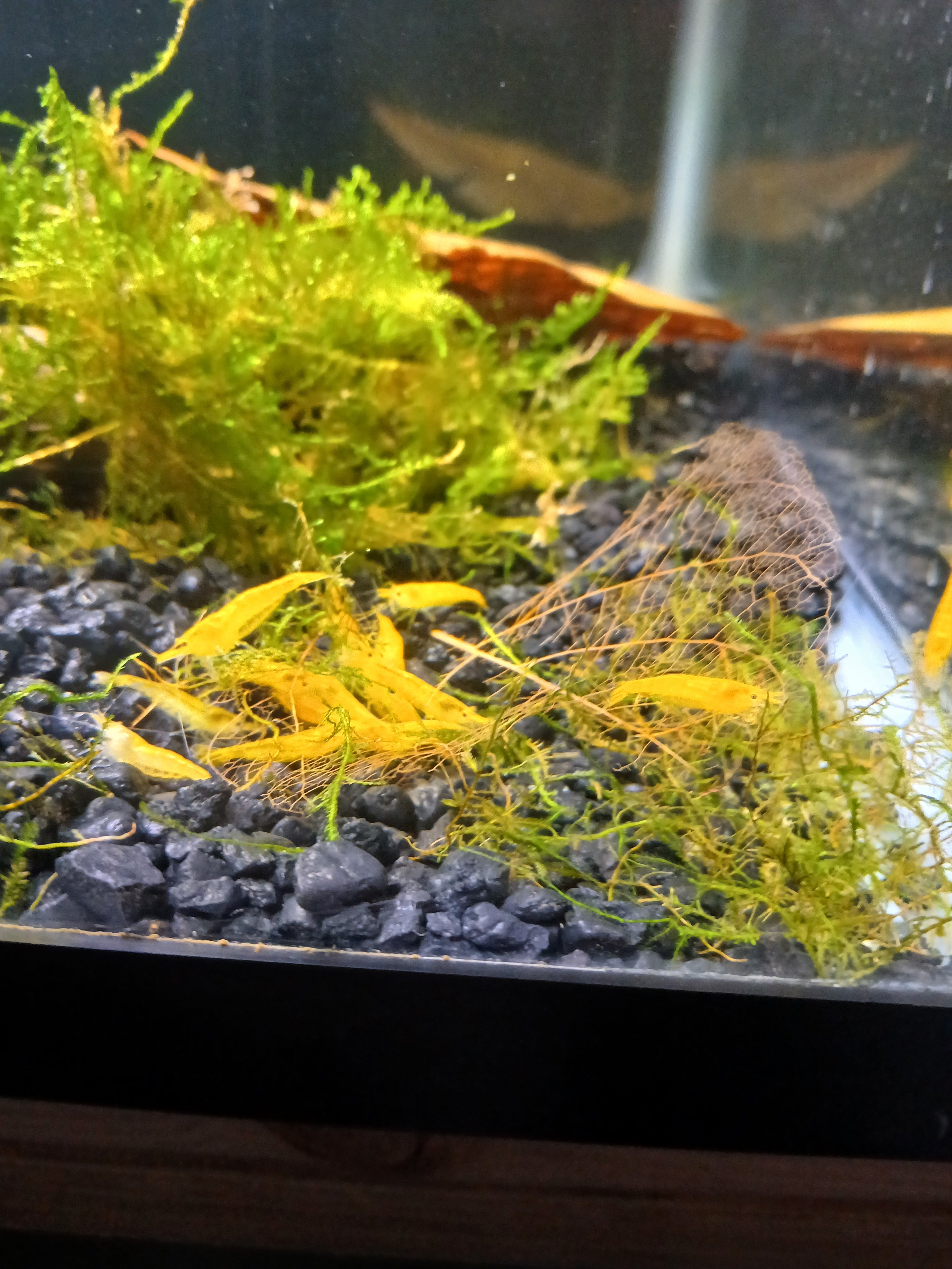 Golden Striped Yellow Neocardina