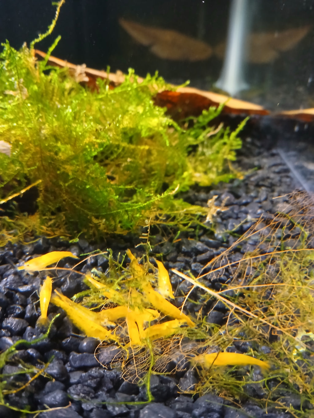 Golden Striped Yellow Neocardina