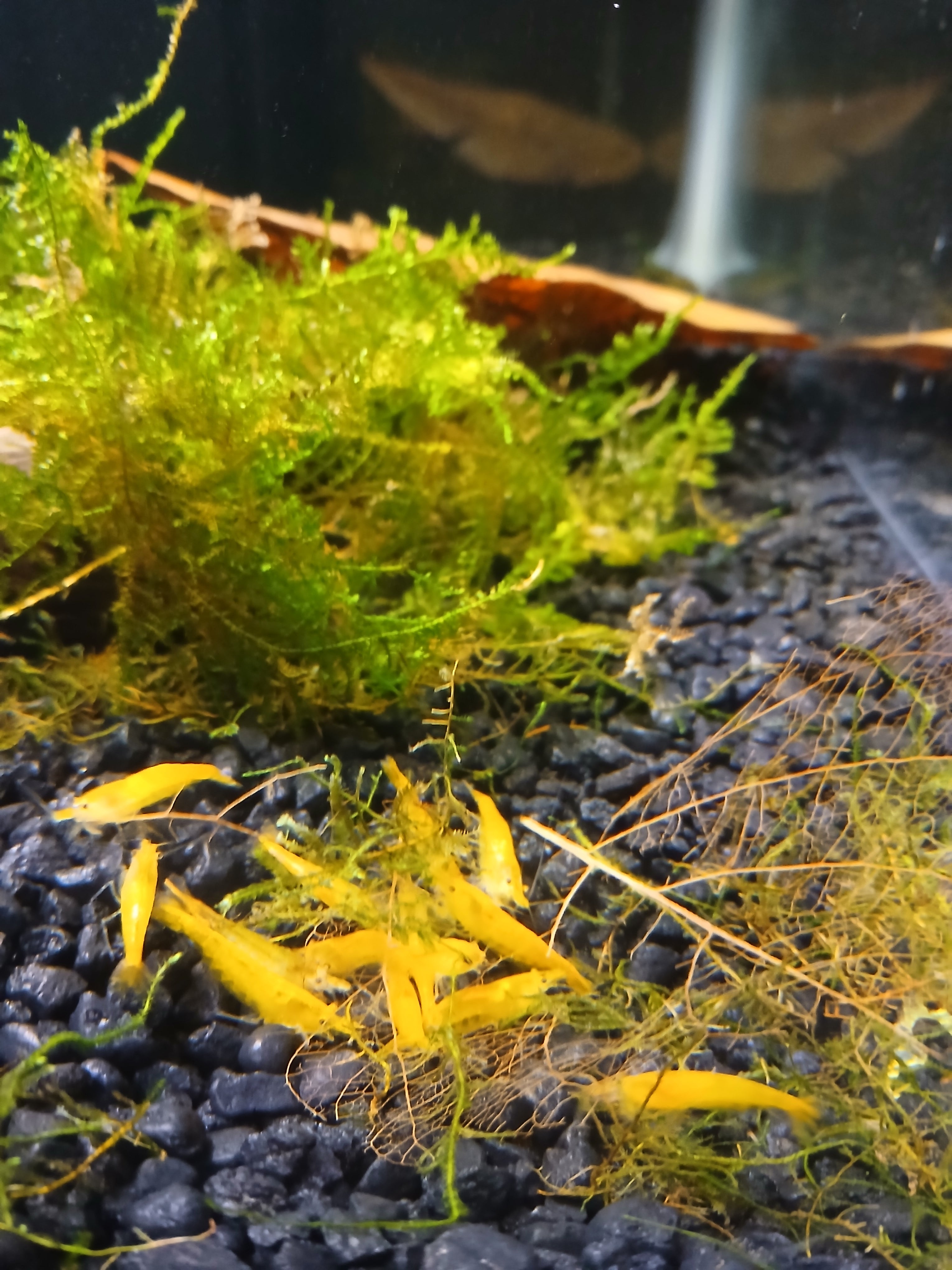 Golden Striped Yellow Neocardina