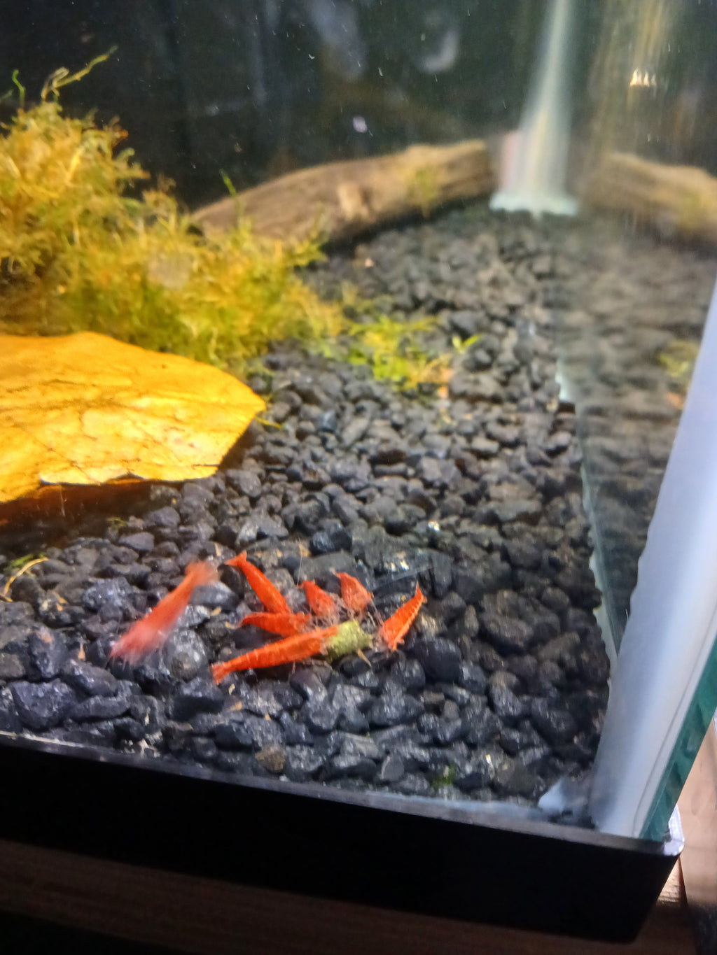 Cherry Red Neocardina Shrimp (Neocardina Davidi)