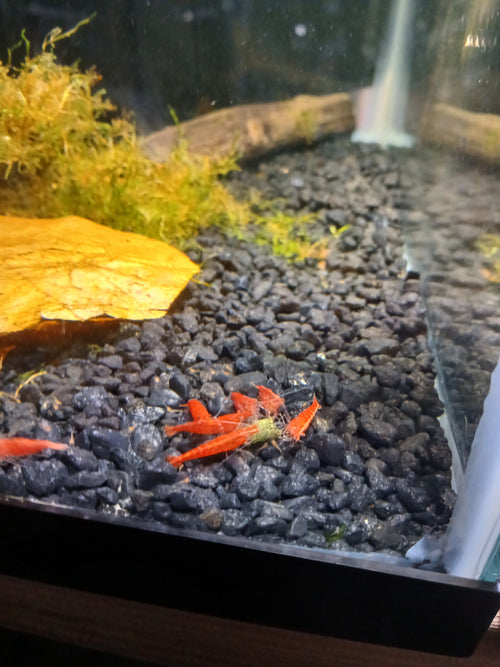 Cherry Red Neocardina Shrimp (Neocardina Davidi)