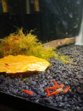Cherry Red Neocardina Shrimp (Neocardina Davidi)