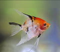 Koi Angelfish ($10)