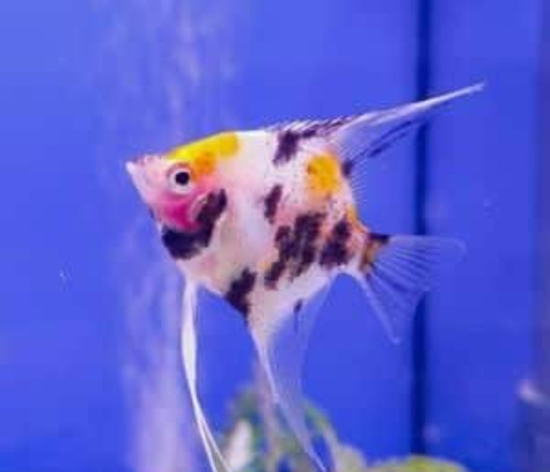 Koi Angelfish ($10)