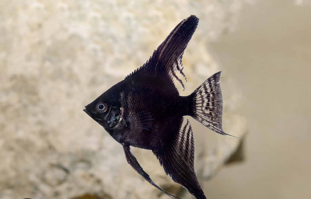 Black Angelfish ($10)
