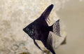 Black Angelfish ($10)