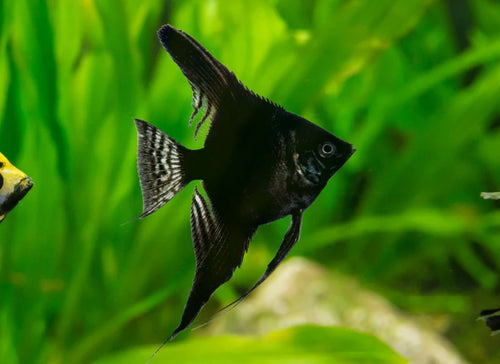 Black Angelfish ($12)