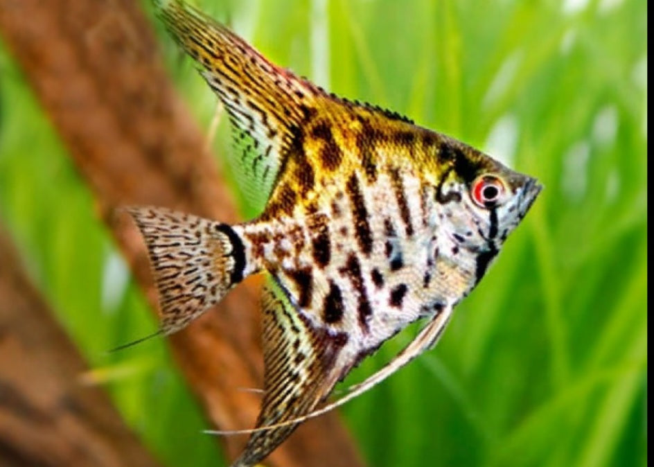 Leopard Smoky Angelfish ($10)