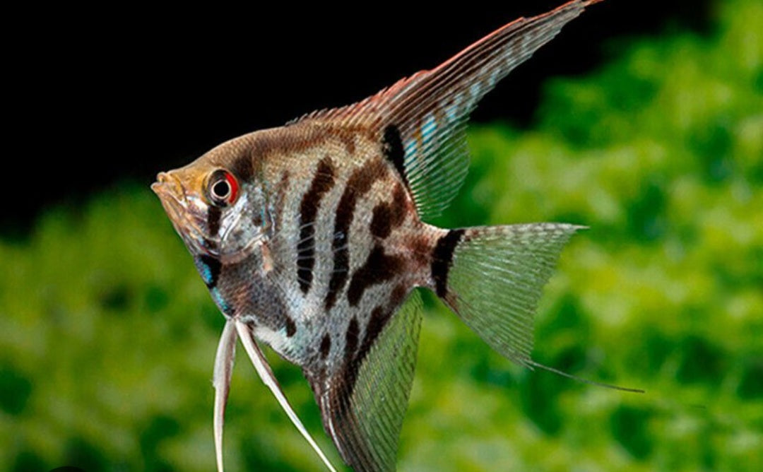 Leopard Smoky Angelfish ($10)
