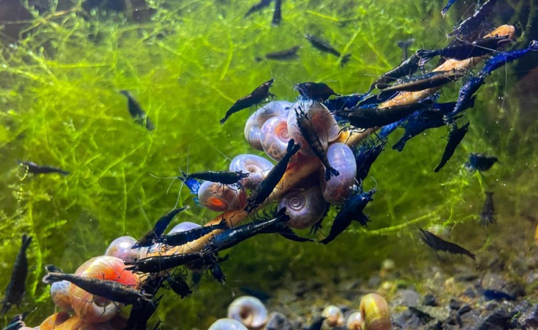 Blue Sapphire Neocardina (5 for $30)