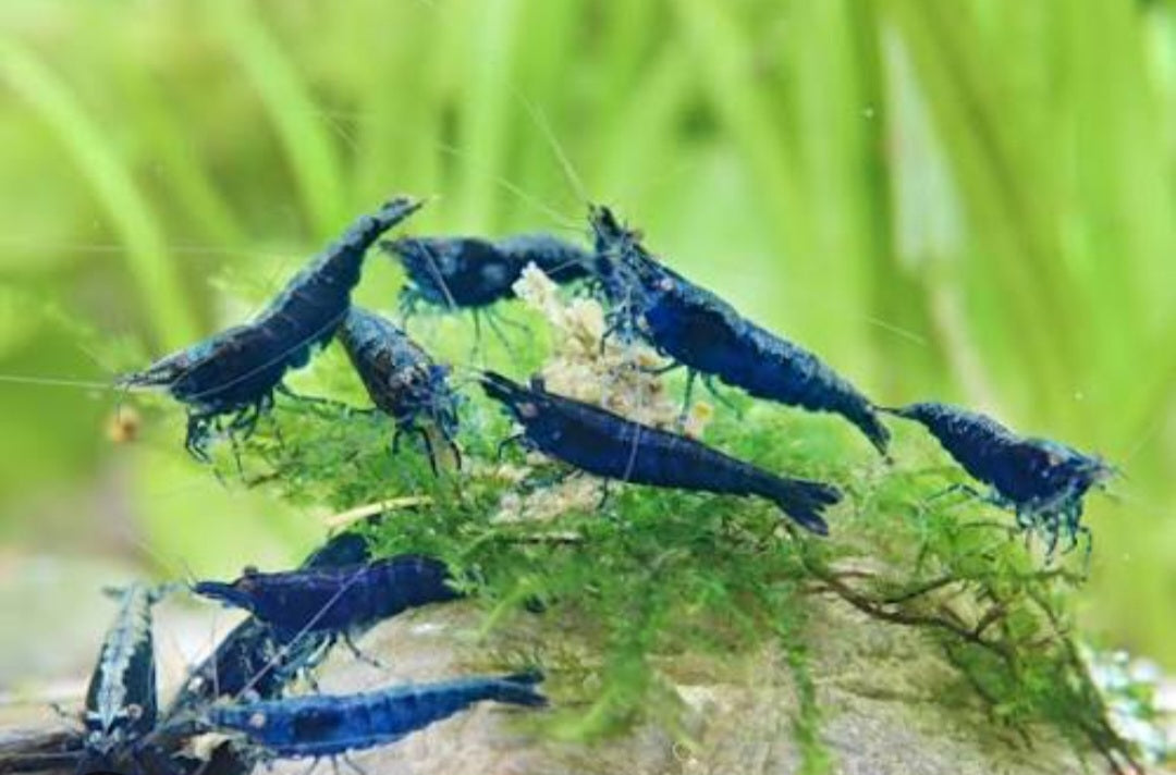 Blue Sapphire Neocardina (5 for $30)