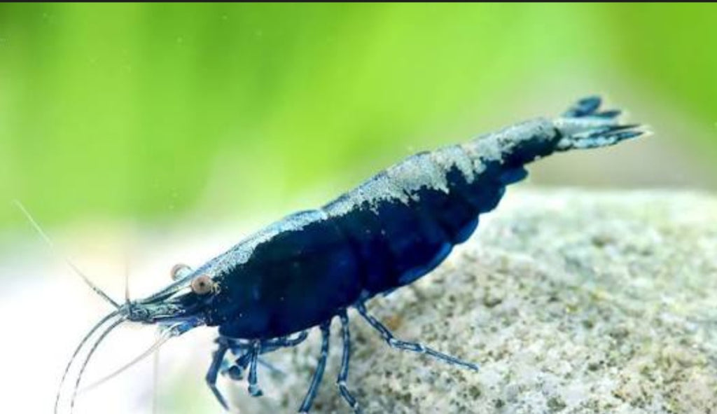 Blue Sapphire Neocardina (5 for $30)