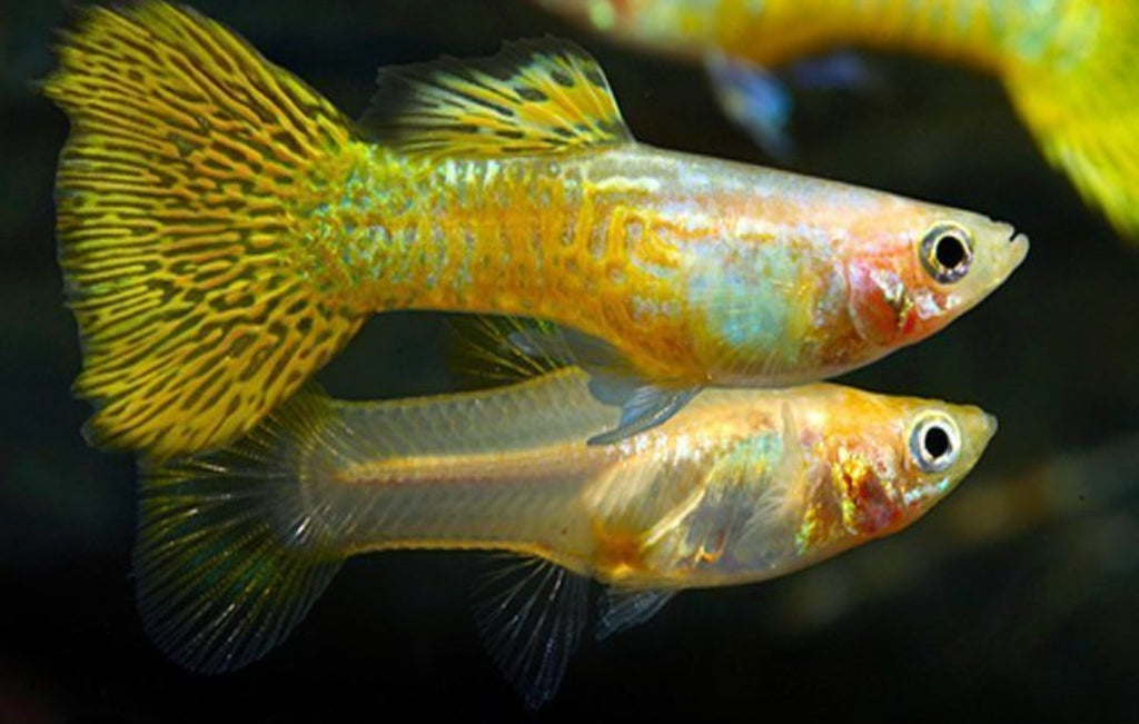Gold Cobra Guppies ($5 per guppy)