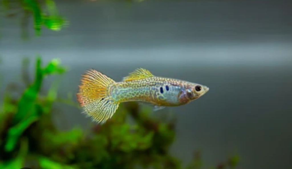 Gold Cobra Guppies ($5 per guppy)