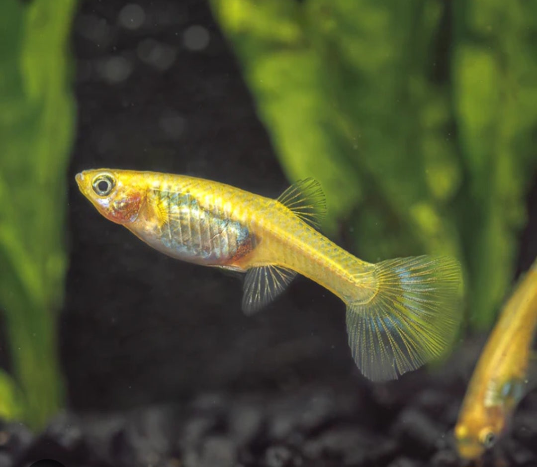 Gold Cobra Guppies ($12 per pair)