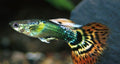 Jade Head Guppies ($5 per Guppy)