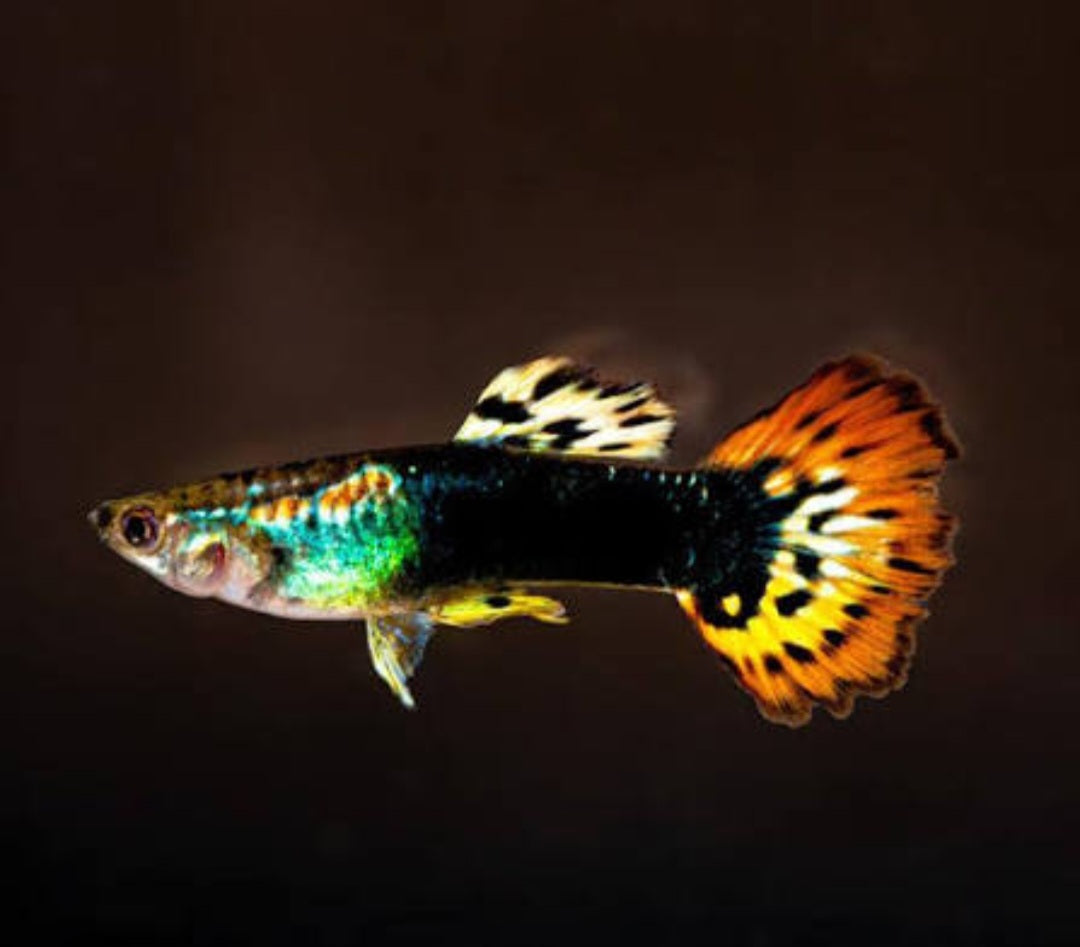 Jade Head Guppies ($5 per Guppy)