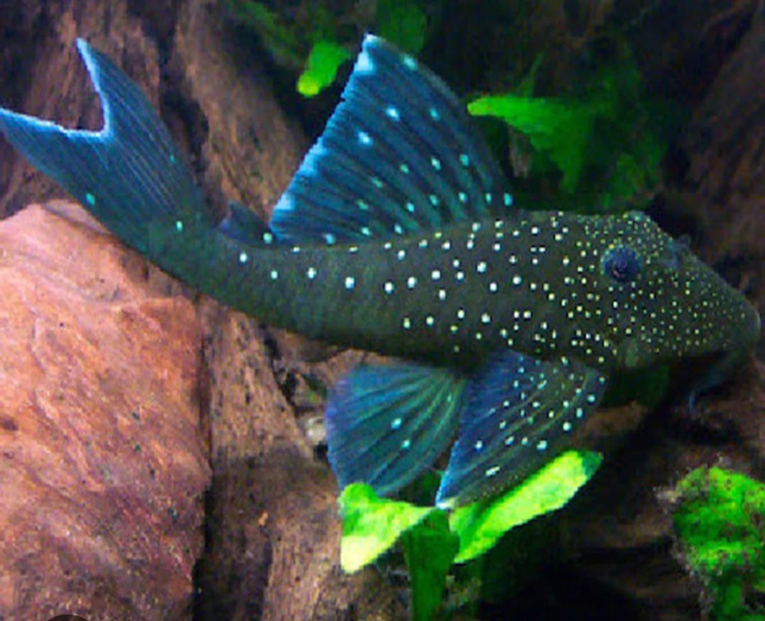 Blue Phantom Pleco L128 ($65)