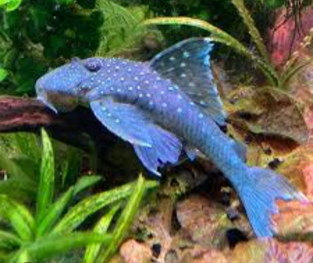 Blue Phantom Pleco L128 ($65)