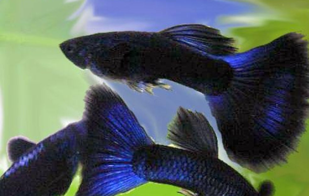 Blue Moscow Guppies ($12 per pair)