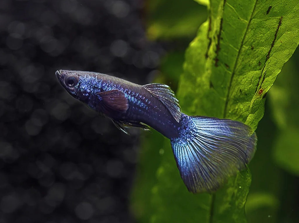Blue Moscow Guppies ($12 per pair)