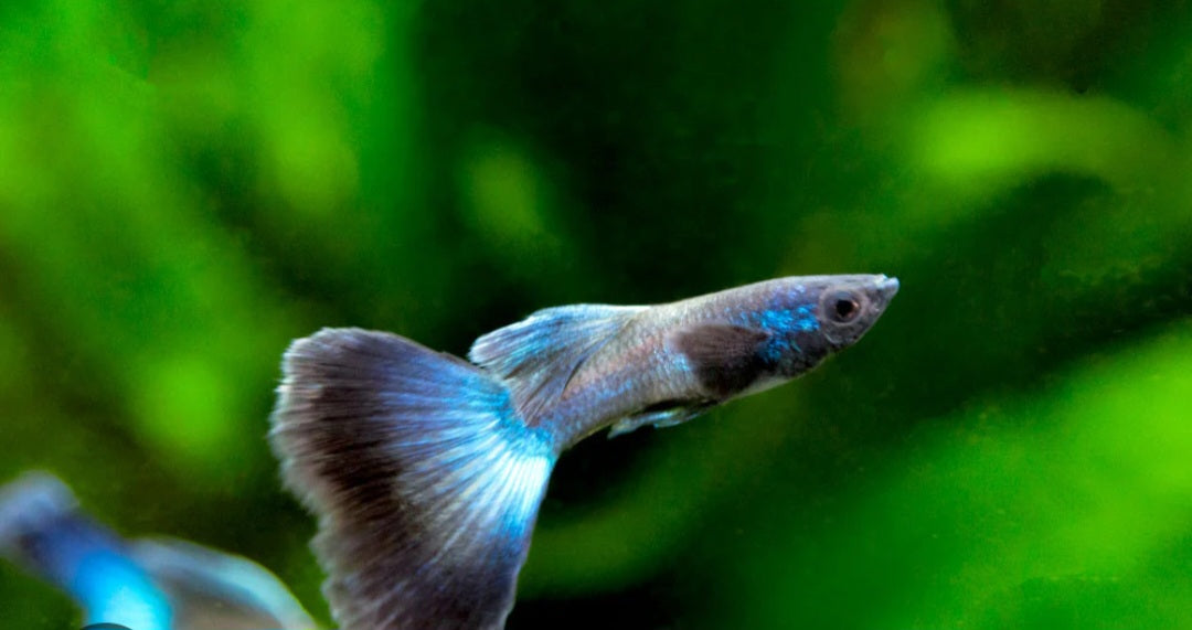 Blue Moscow Guppies ($12 per pair)