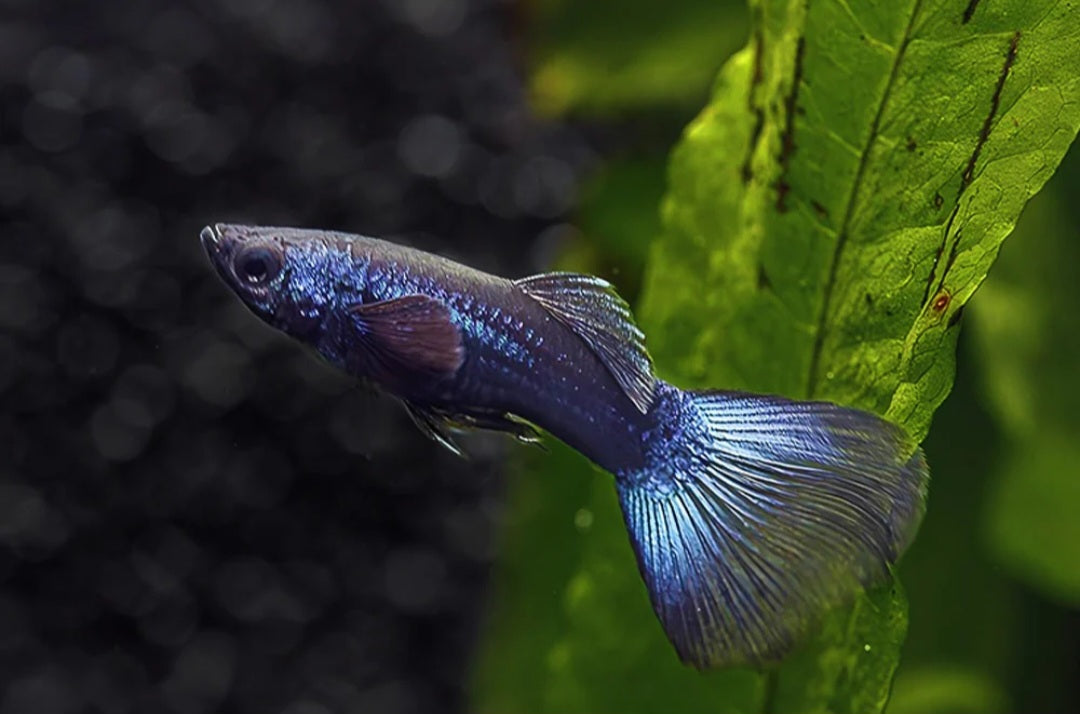 Blue Moscow Guppies ($12 per pair)