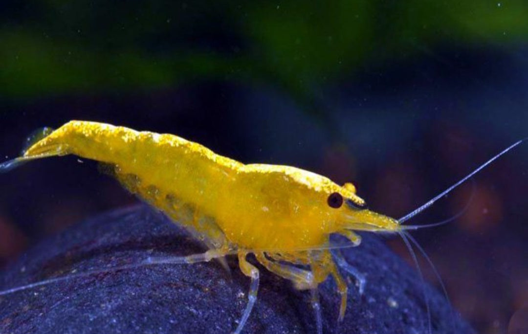 Yellow Sakura Neocardina Shrimp (Neocardina Davidi) (5 for $30)