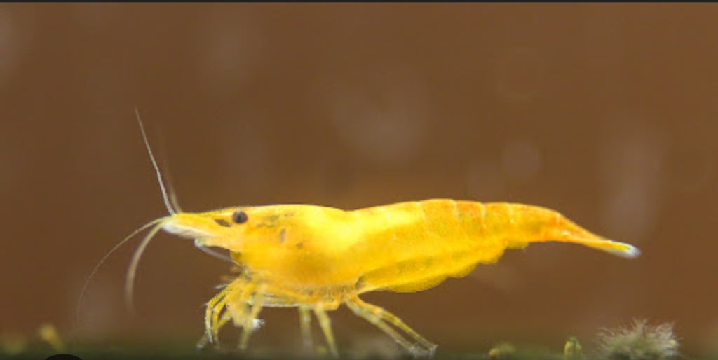 Yellow Sakura Neocardina Shrimp (Neocardina Davidi) (5 for $30)