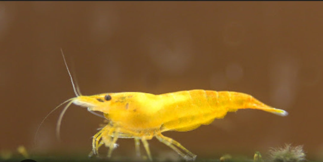 Yellow Sakura Neocardina Shrimp (Neocardina Davidi) (5 for $30)