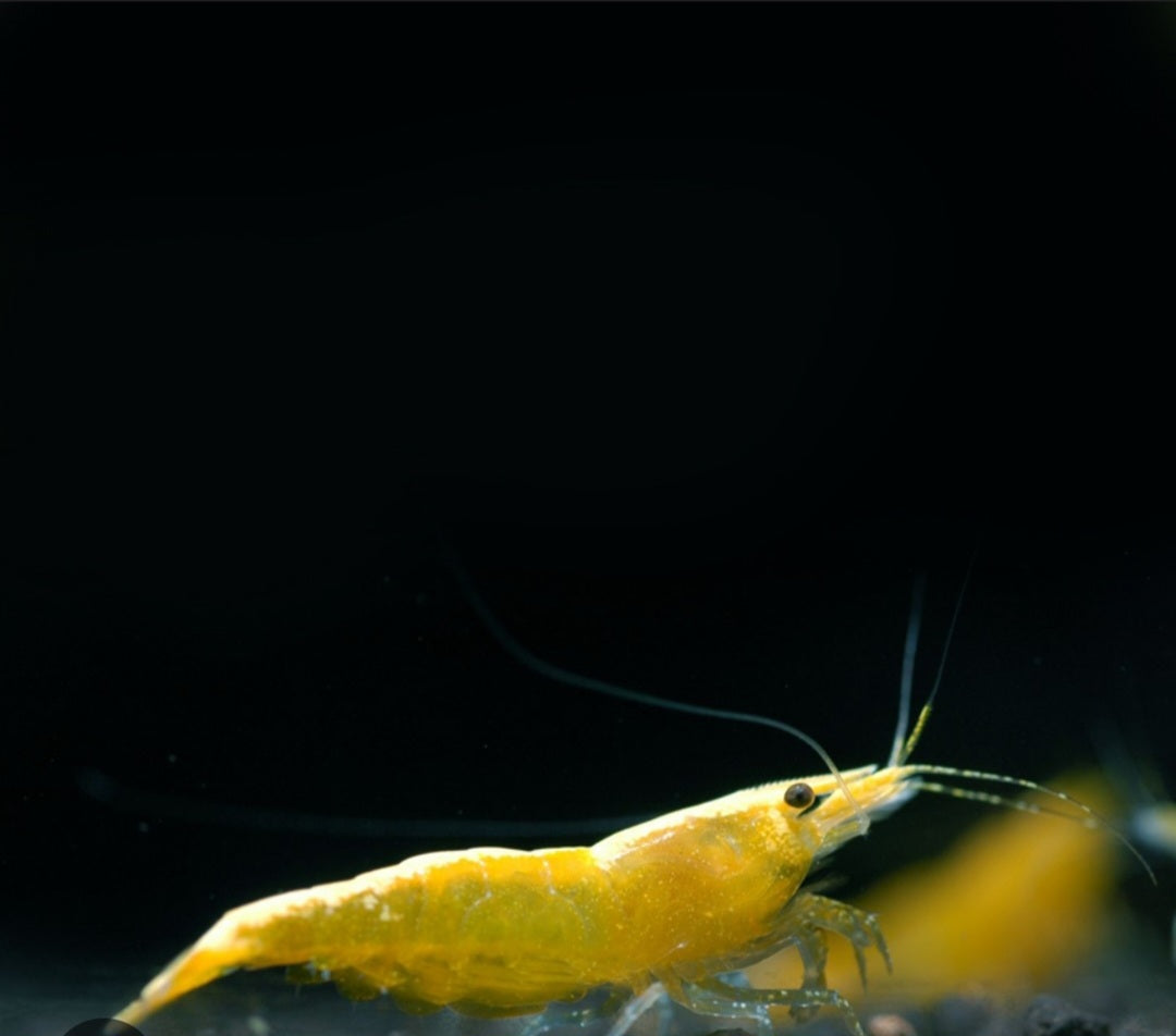Yellow Sakura Neocardina Shrimp (Neocardina Davidi) (5 for $30)