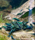 Green Jade Neocardina Shrimp (Neocardina Davidi) (5 for $30)