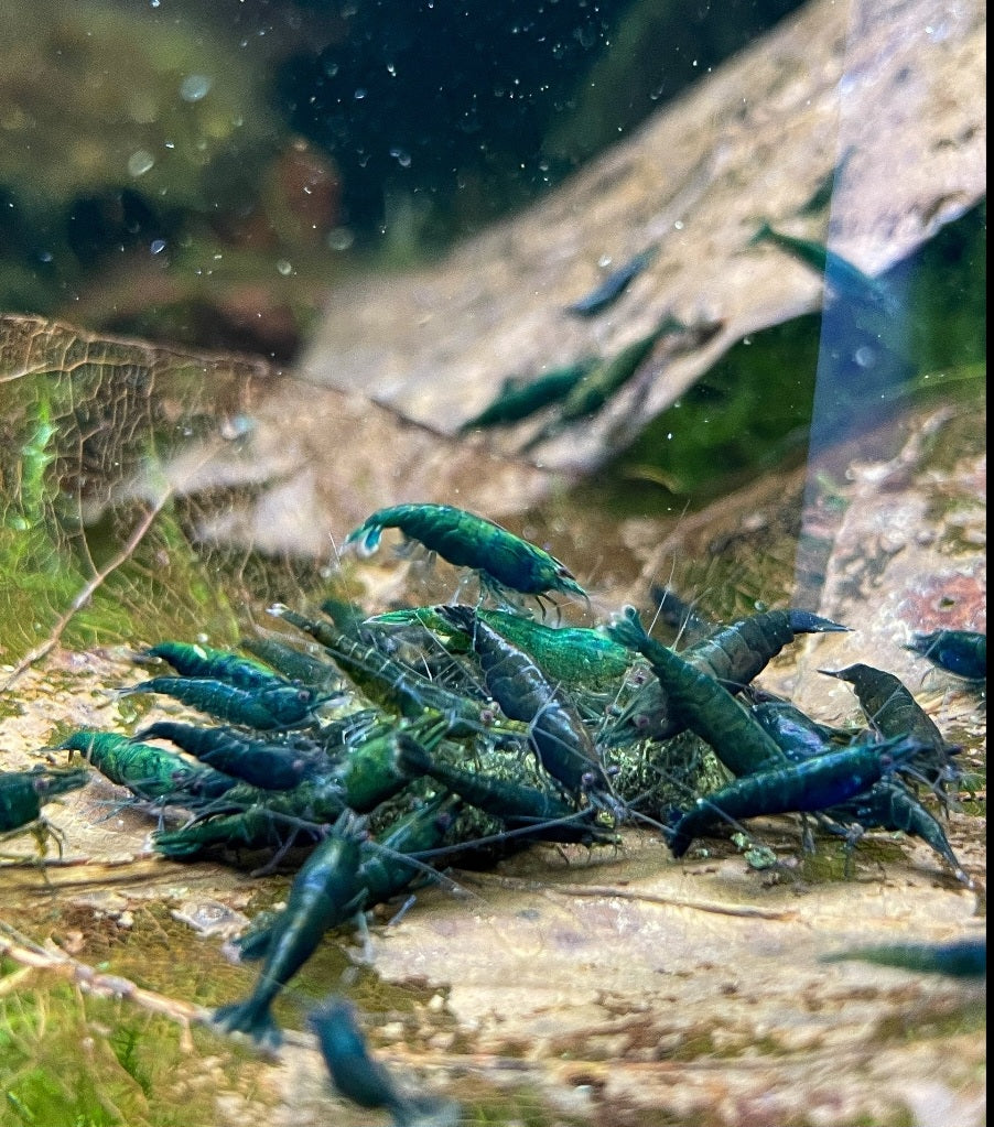 Green Jade Neocardina Shrimp (Neocardina Davidi) (5 for $30)
