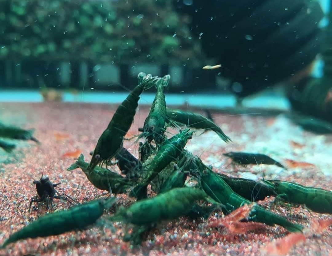 Green Jade Neocardina Shrimp (Neocardina Davidi) (5 for $30)