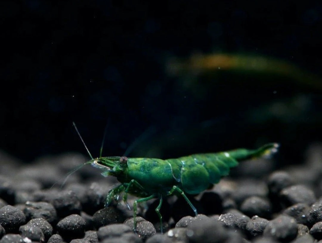 Green Jade Neocardina Shrimp (Neocardina Davidi) (5 for $30)