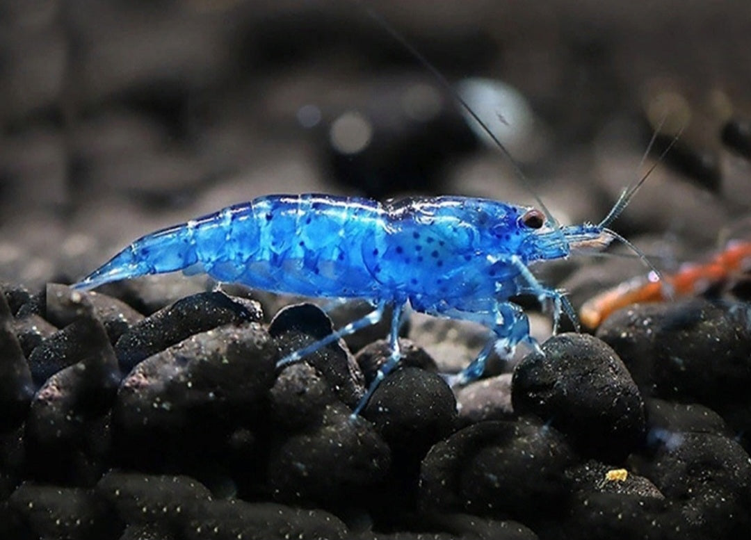 Blue Dream Neocardina shrimp (Neocardina Davidi) (5 for $30)
