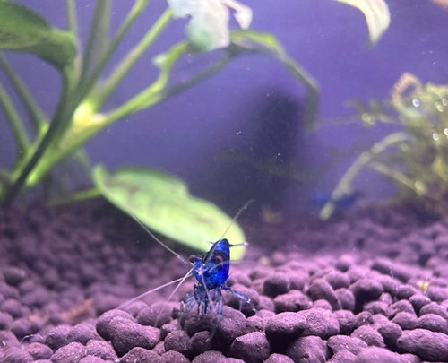 Blue Dream Neocardina shrimp (Neocardina Davidi) (5 for $30)