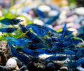 Blue Dream Neocardina shrimp (Neocardina Davidi) (5 for $30)