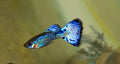 BLUE COBRA GUPPY $5