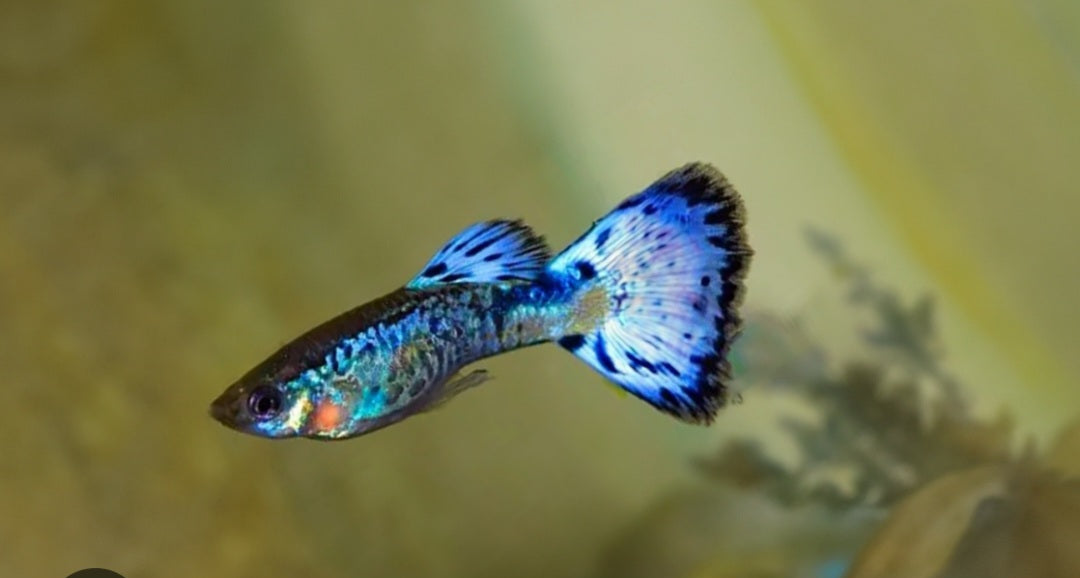 BLUE COBRA GUPPY $5