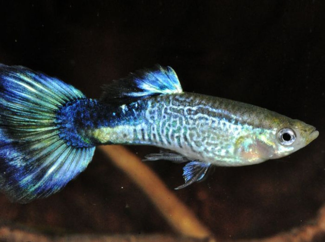 BLUE COBRA GUPPY $5