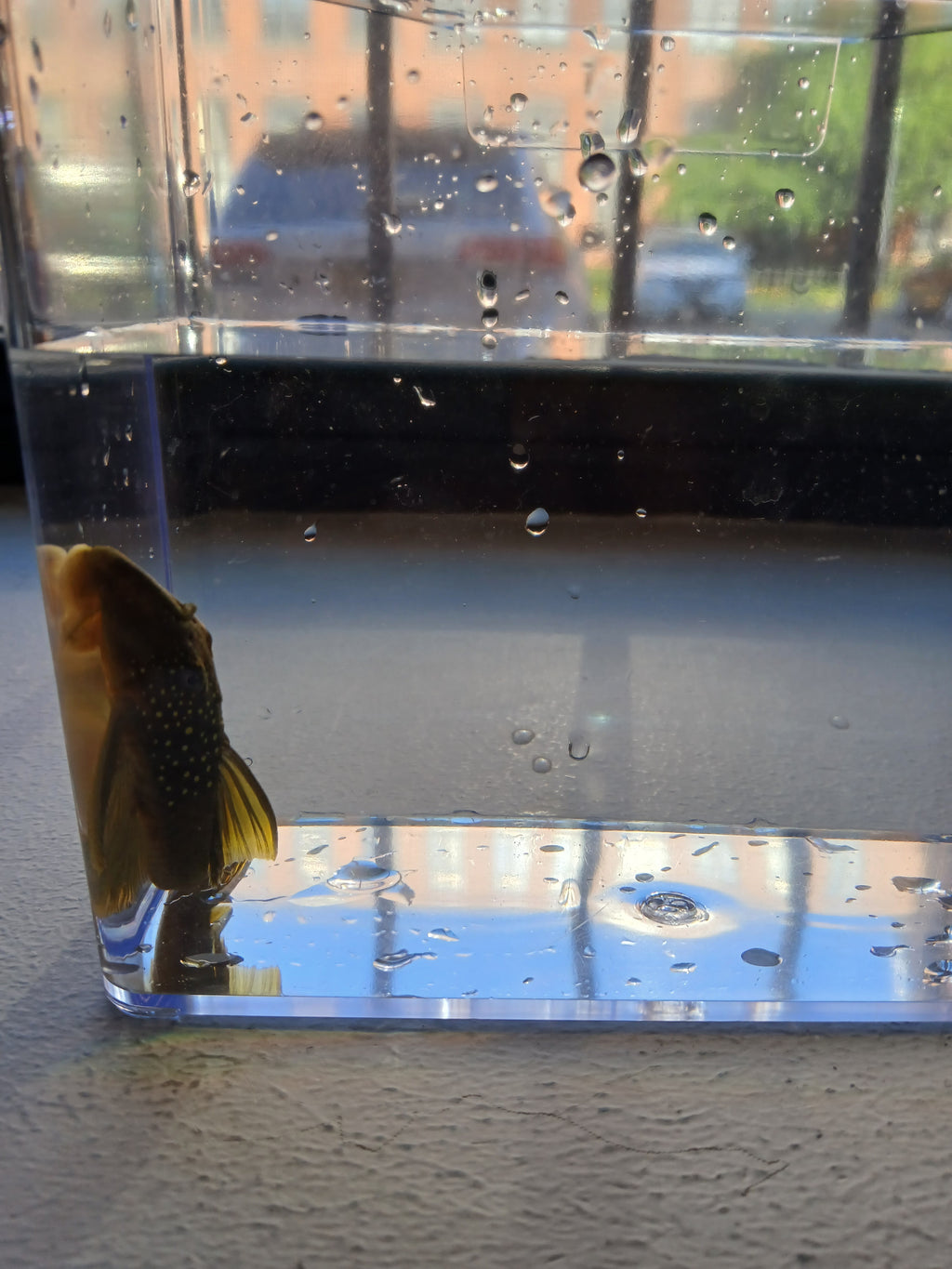 GREEN PHANTOM PLECO $50