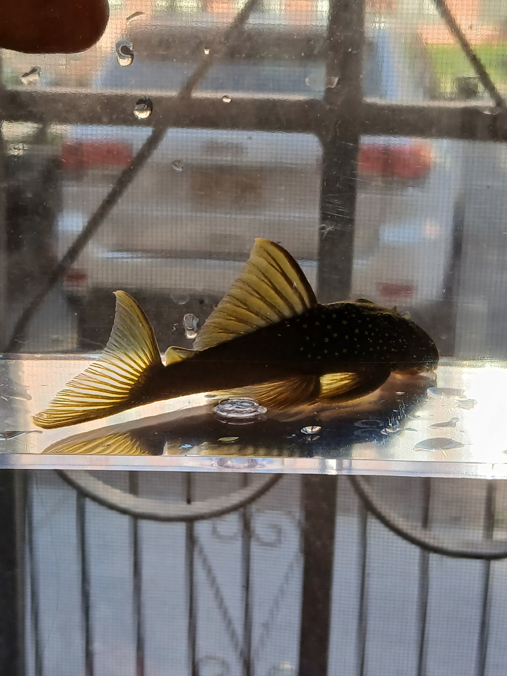 GREEN PHANTOM PLECO $50