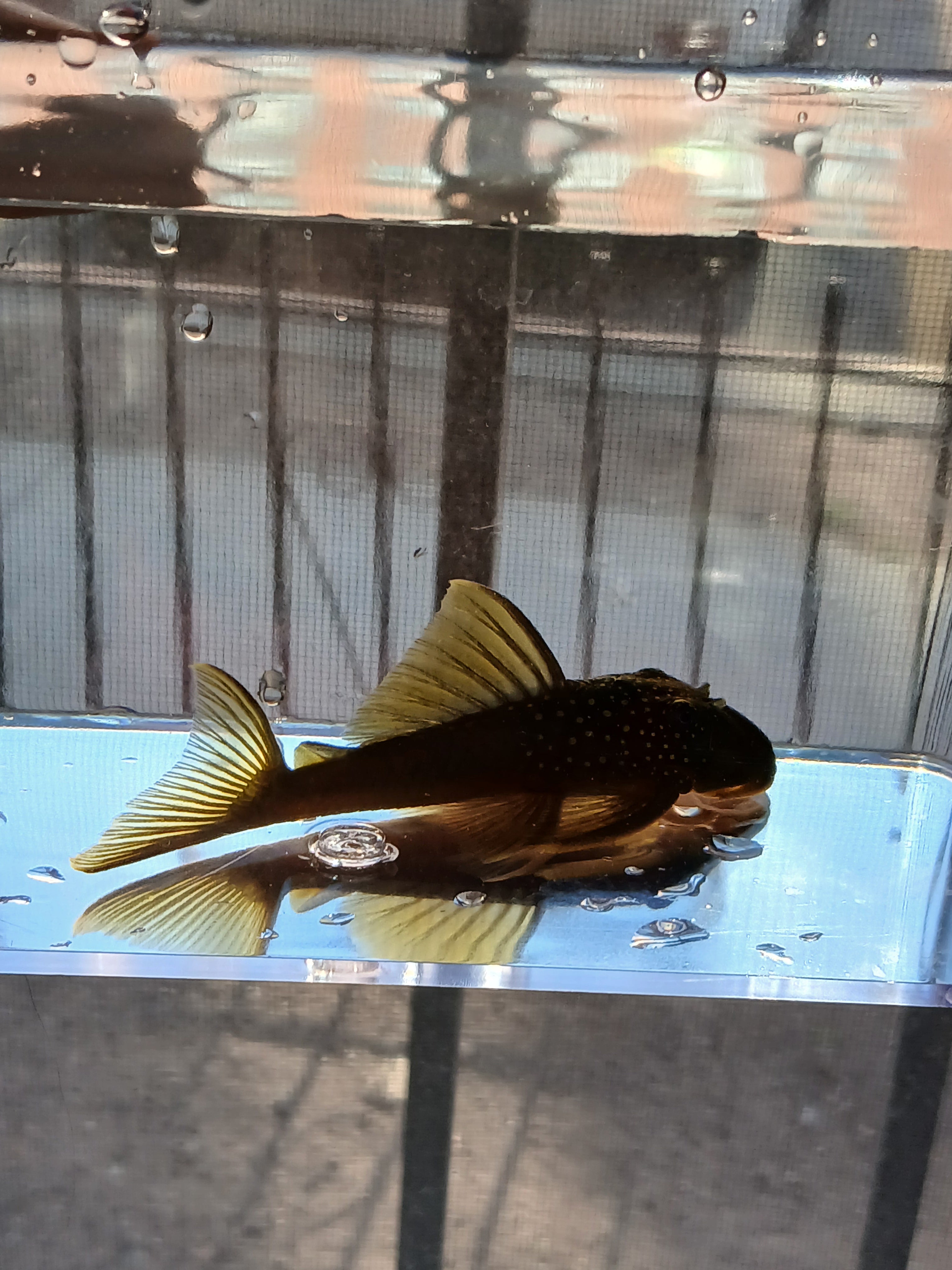 GREEN PHANTOM PLECO $50