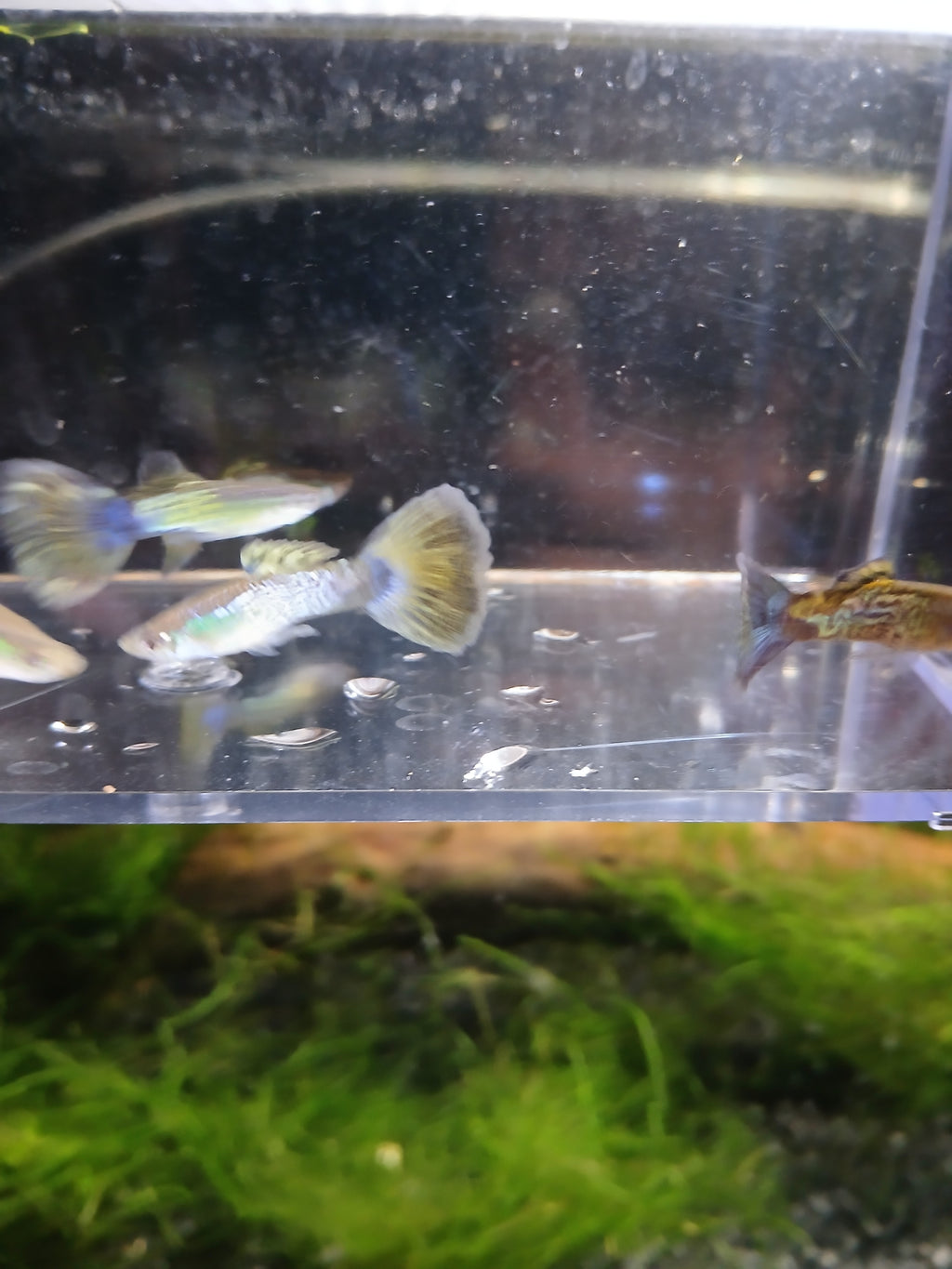 BLUE COBRA GUPPY $5