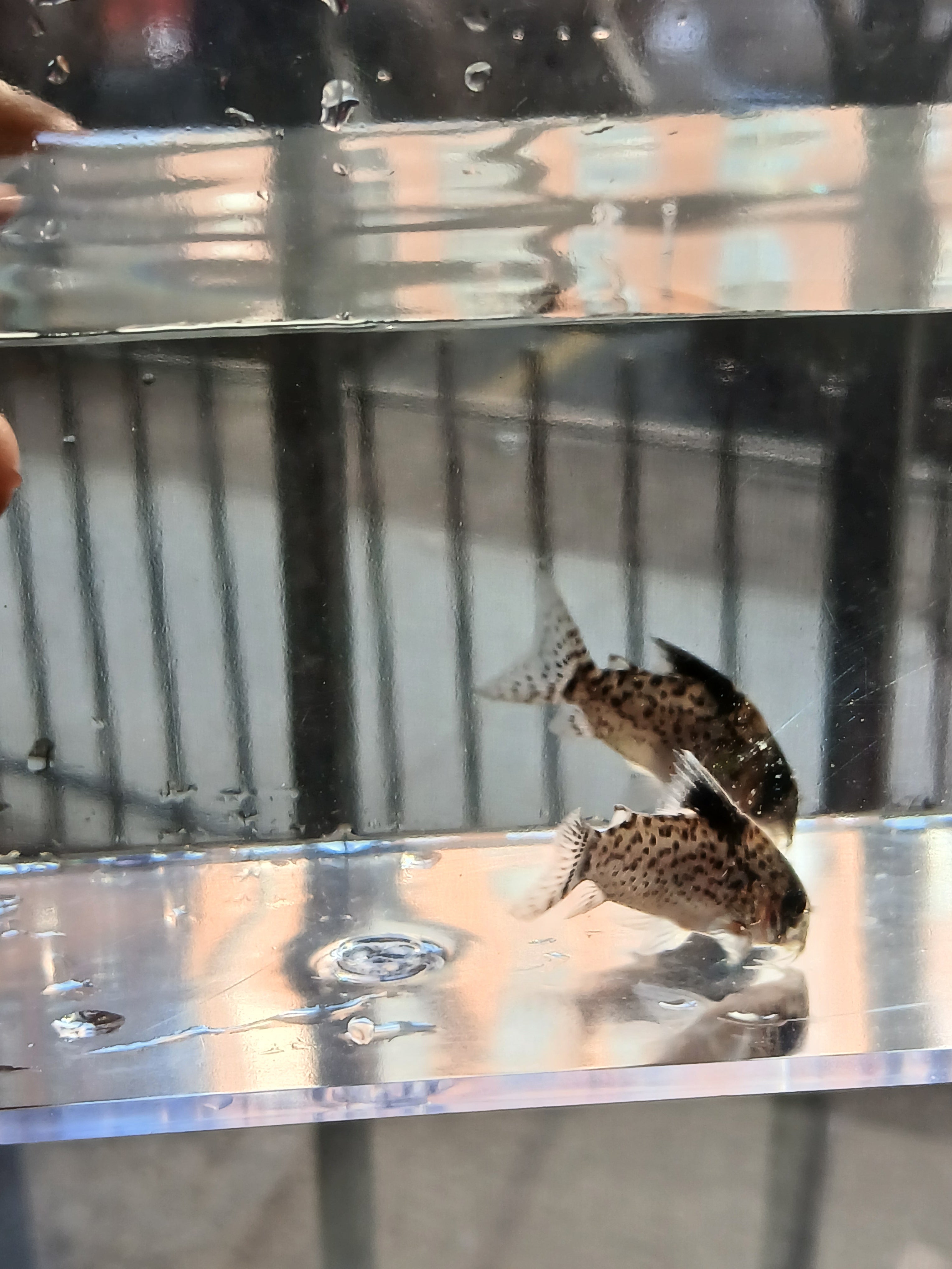 CORYDORAS PUNCTATUS $6