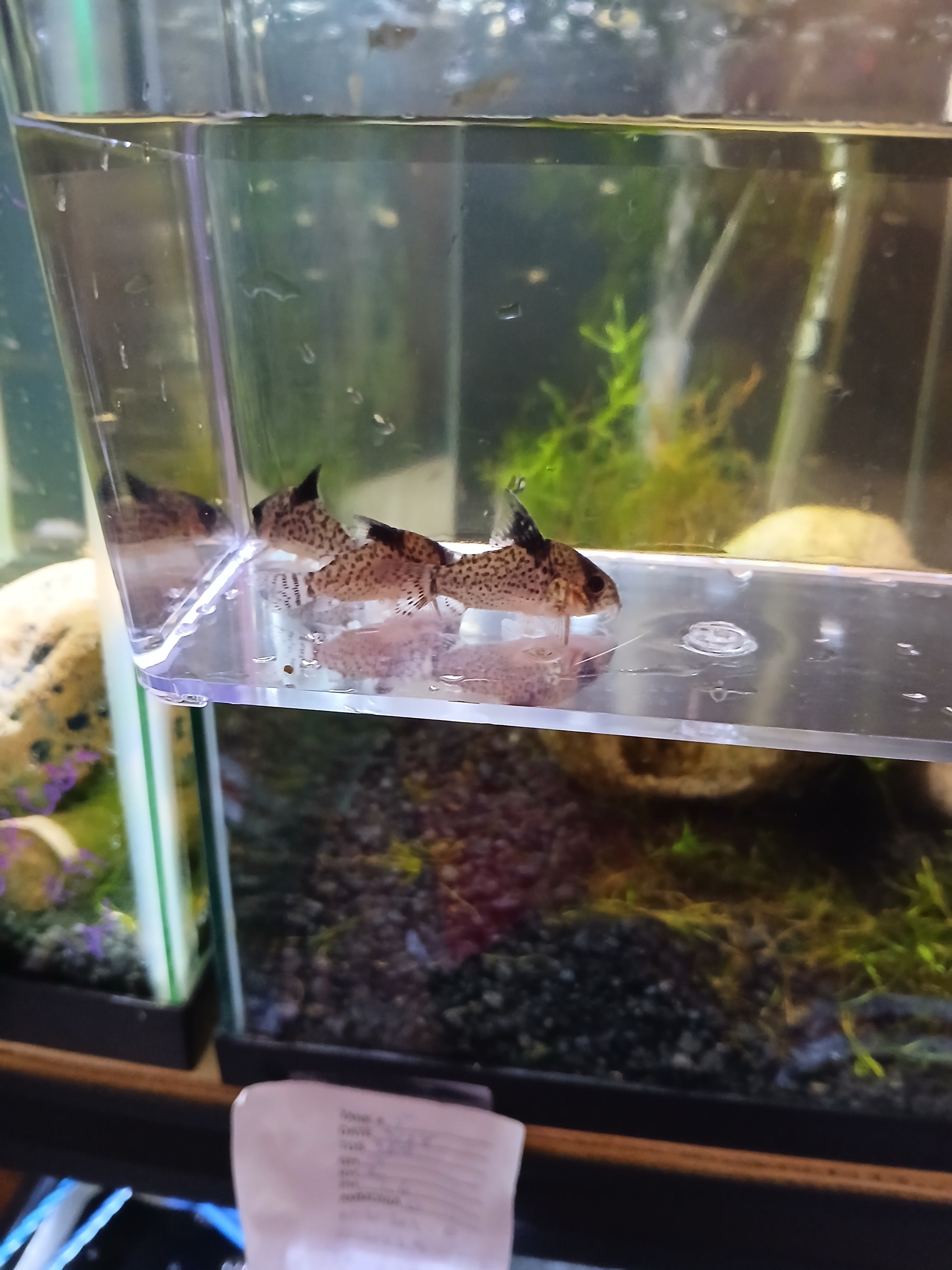 CORYDORAS PUNCTATUS $6