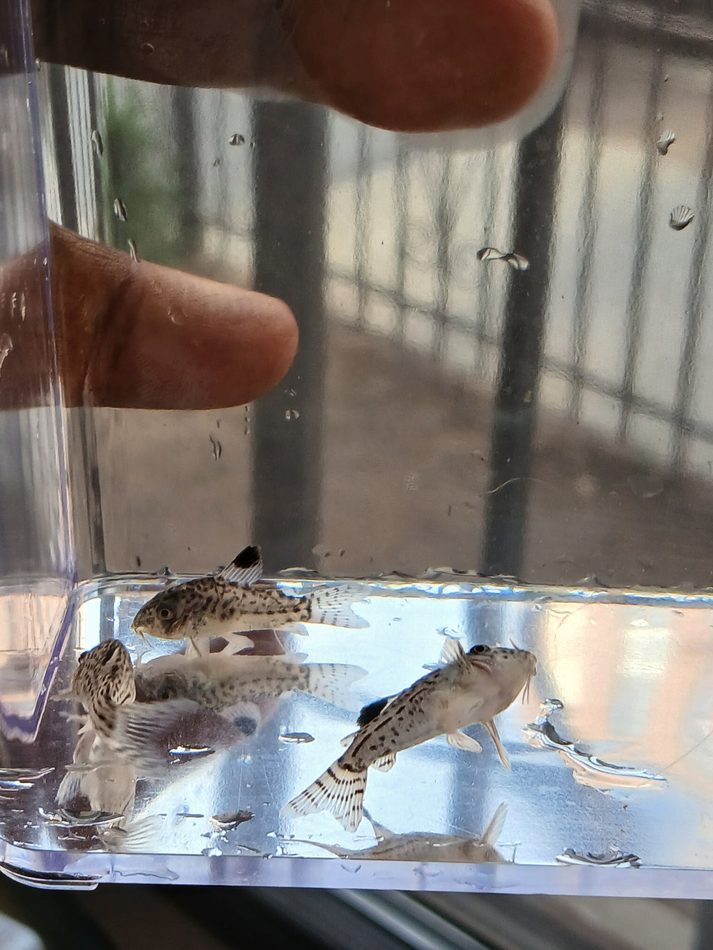 JULII CORYDORAS $6