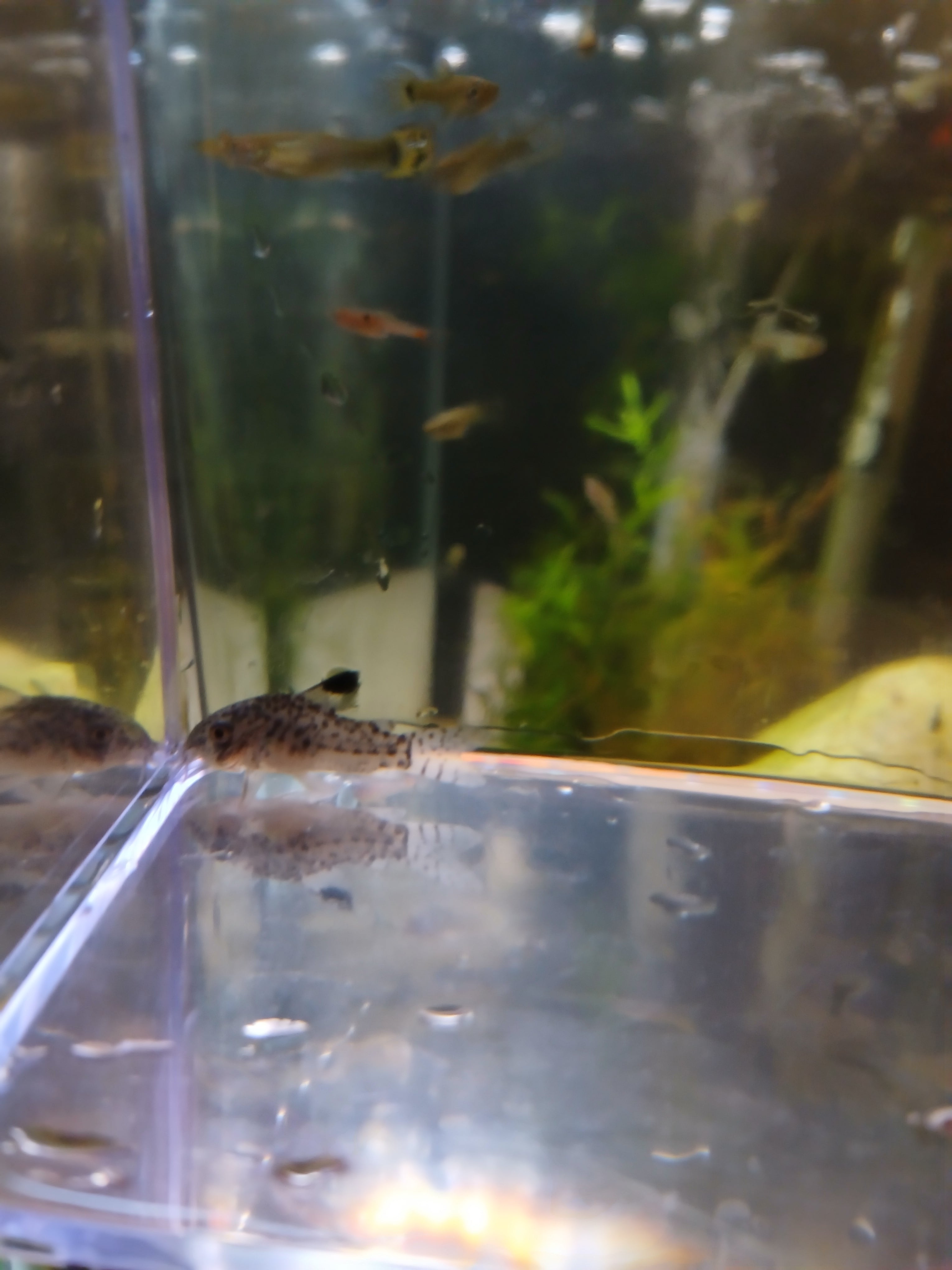 JULII CORYDORAS $6
