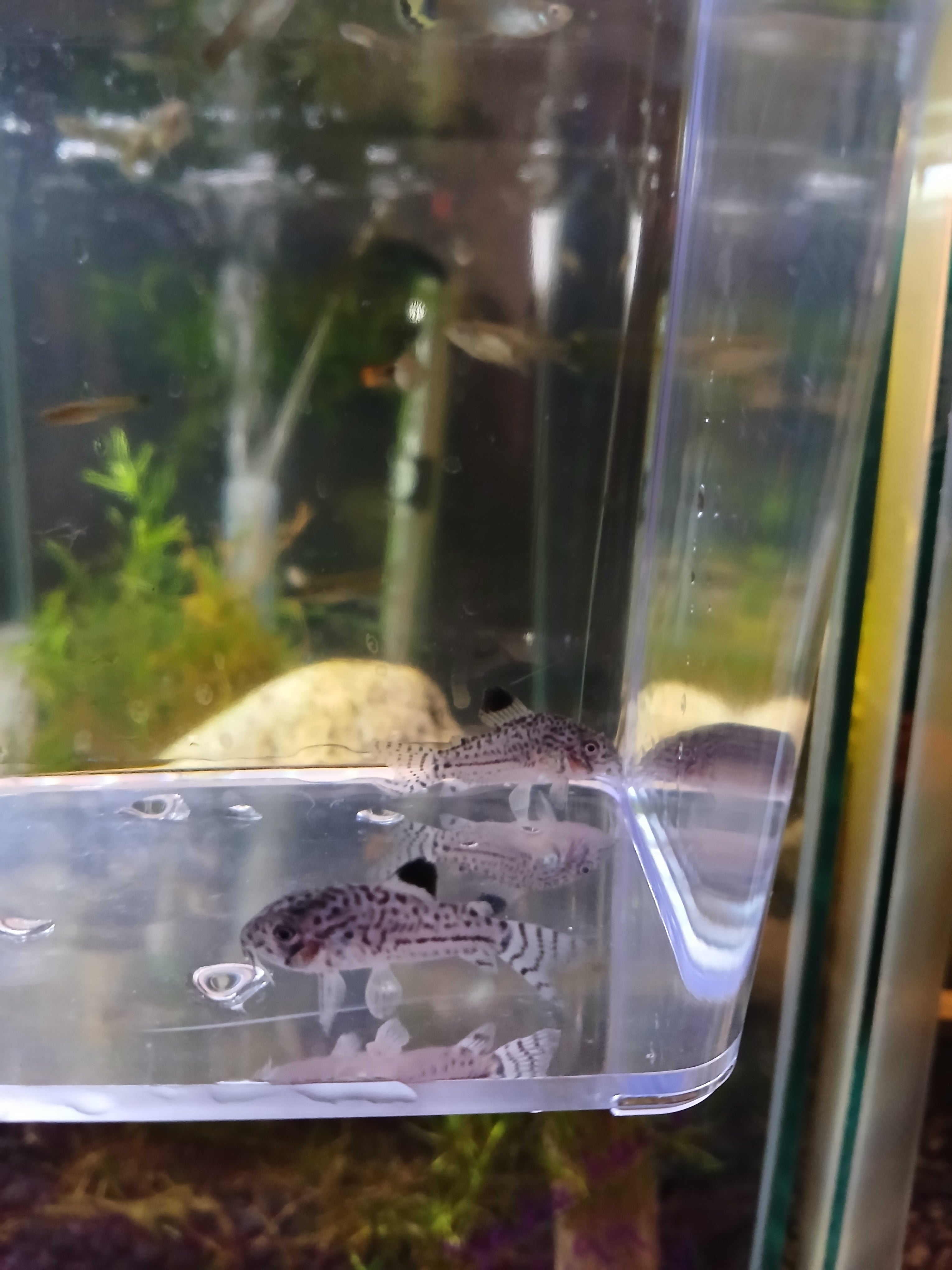 JULII CORYDORAS $6